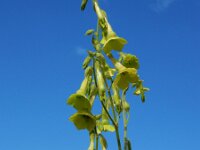 Nicotiana langsdorffii 5, Saxifraga-Ed Stikvoort